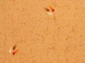 3050012-1
